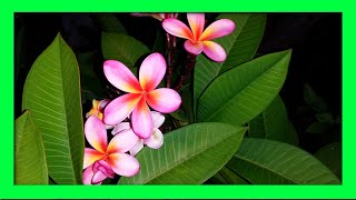 How To Grow Frangipani From Cuttings  Frangipani Plumeria Propagation [upl. by Davie271]