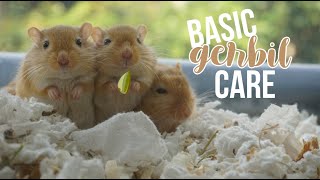 Basic Gerbil Care [upl. by Yuh692]