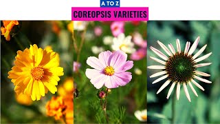 Coreopsis Varieties A to Z [upl. by Ginzburg]