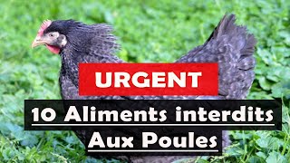 Nourriture des volailles Ces aliments sont interdits aux poules [upl. by Nerra]