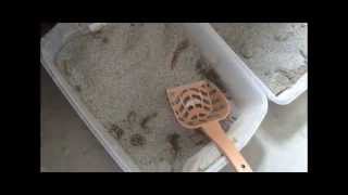 How to Clean Kitty Litter in 10 Seconds [upl. by Drofniw]