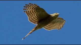 Sparrowhawk Bird Call Bird Song [upl. by Siwel31]