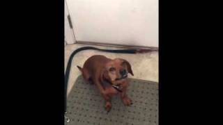 Reverse Sneezing in a Dachshund [upl. by Notluf558]