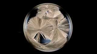 How to Grow Sodium Acetate Crystals [upl. by Syah892]