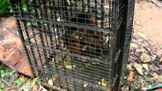 Shocking macaque abuse at Melaka Zoo [upl. by Werdn953]