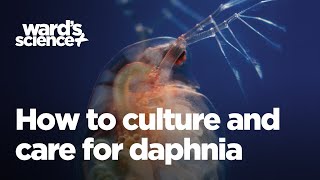 Caring and Culturing for Daphnia [upl. by Eelyahs]