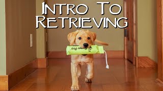 Labrador Retriever Teach Your Puppy To Fetch  Gun Dog Training [upl. by Yelrebmyk]