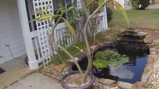 How To Trim Your Plumeria Tree  Plumeria Care [upl. by Eniger]