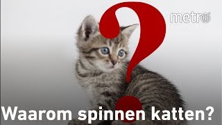 Waarom spinnen katten  Hoe zit dat [upl. by Aramaj761]