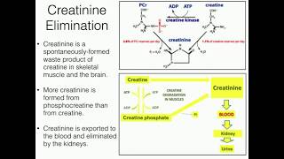 Creatine Function 22 Degradation to Creatinine [upl. by Aronek187]