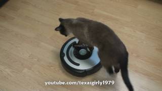 Cat shows HOW TO use iRobot Roomba Vacuum [upl. by Eikciv]