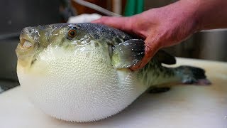 Japanese Street Food  LIVE FUGU PUFFERFISH Puffer Fish Japan [upl. by Eyllib]