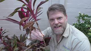 How To Grow a Cordyline From Cuttings and Growing Tips [upl. by Oiluarb93]