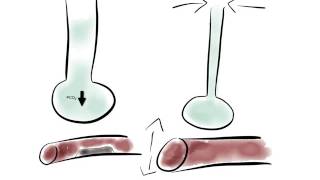 Le ratio VentilationPerfusion [upl. by Rovert]