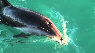 How Echolocation Works in Dolphins [upl. by Hardigg]