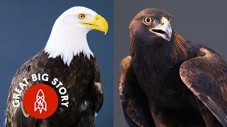 Everything You Didn’t Know About Eagles [upl. by Og569]