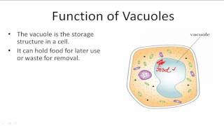 Function of Vacuoles [upl. by Letizia942]