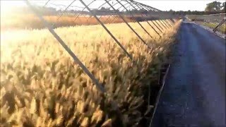 Best Ornamental Grasses  Pennisetum Hameln Fountain Grass [upl. by Story]