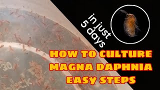 How to Culture Magna Daphnia Easily [upl. by Bittencourt485]