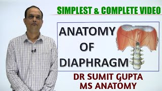 DIAPHRAGM  ANATOMY [upl. by Enyluqcaj]