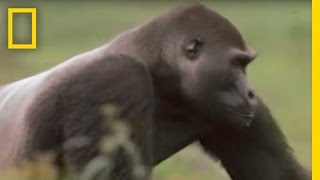 Gorilla vs Gorilla  National Geographic [upl. by Hamlet]