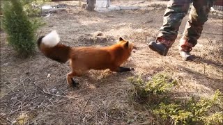 We met the world’s first domesticated foxes [upl. by Hsejar]