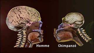 Les Origines du langage Documentaire [upl. by Aliakim]