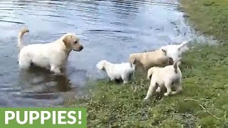 Labrador father teaches his puppies to swim [upl. by Janeva859]