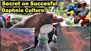 How to Culture Daphnia Successfully [upl. by Clifford]