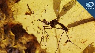 Could a Fossilized Mosquito Resurrect Dinosaurs [upl. by Anneuq]