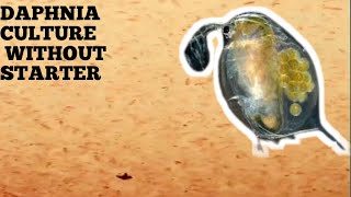 HOW TO CULTURE DAPHNIA NATURALLY WITHOUT A STARTER [upl. by Claiborne812]