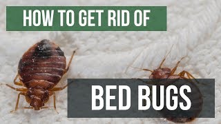 How To Get Rid of Bed Bugs Guaranteed 4 Easy Steps [upl. by Gilead]