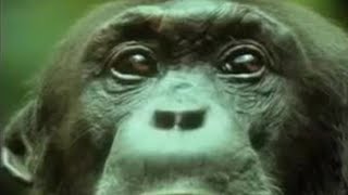 Chimpanzees Team Up to Attack a Monkey in the Wild  BBC Studios [upl. by Nykal]