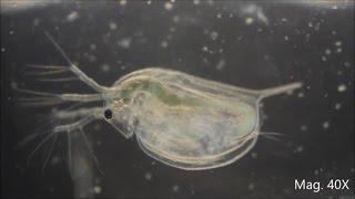 Daphnia magna under the Microscope [upl. by Bloem]