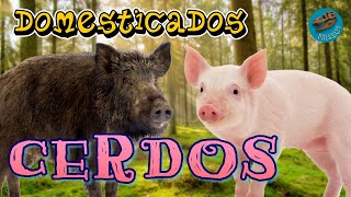 Domesticados CERDOS ¿Dónde y cuándo se domesticaron estos animales [upl. by Pease]