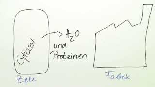 Aufbau der Tierzelle  Biologie  Der Mensch [upl. by Ahsilem]