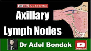 Axillary Lymph Nodes Dr Adel Bondok [upl. by Lesoj]