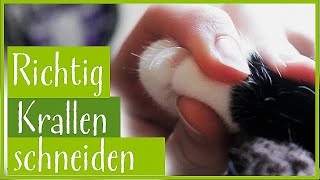 Anleitung zum entspannten Katzenkrallen schneiden [upl. by Arabeila]