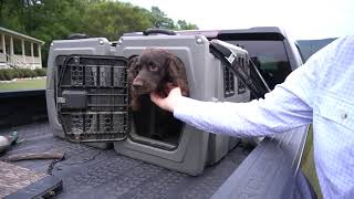 Boykin Spaniel Hunting Season Checklist [upl. by Carhart]