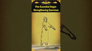 Five Essential Organ Strengthening Exercises [upl. by Hitoshi]