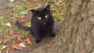 Black cat meows under a tree [upl. by Enelyad647]