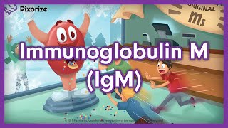 Immunoglobulin IgM or IgM USMLE Mnemonic Preview [upl. by Aerdnaek34]