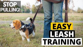 Beagle Training Tips and Tricks [upl. by Alyose]