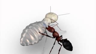 Termites act as suicide bombers to defend their colonies [upl. by Olvan784]