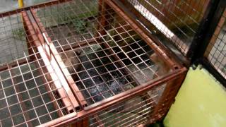 Macaque attack in Perlis Snake Farm [upl. by Lorrad302]