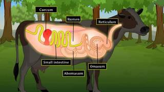 Digestion in Grass Eating Animals  Macmillan Education India [upl. by Rothschild]