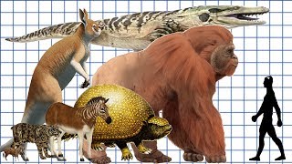 Cenozoic Beast A size comparison [upl. by Byron]