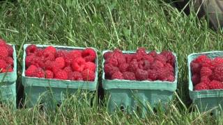 Different Varieties of Raspberries Part 1 [upl. by Nwahsyd478]