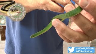 60Second Snakes Smooth Green Snake [upl. by Ymma]