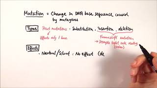 A2 Biology  Types of mutations OCR A Chapter 191 [upl. by Prud]